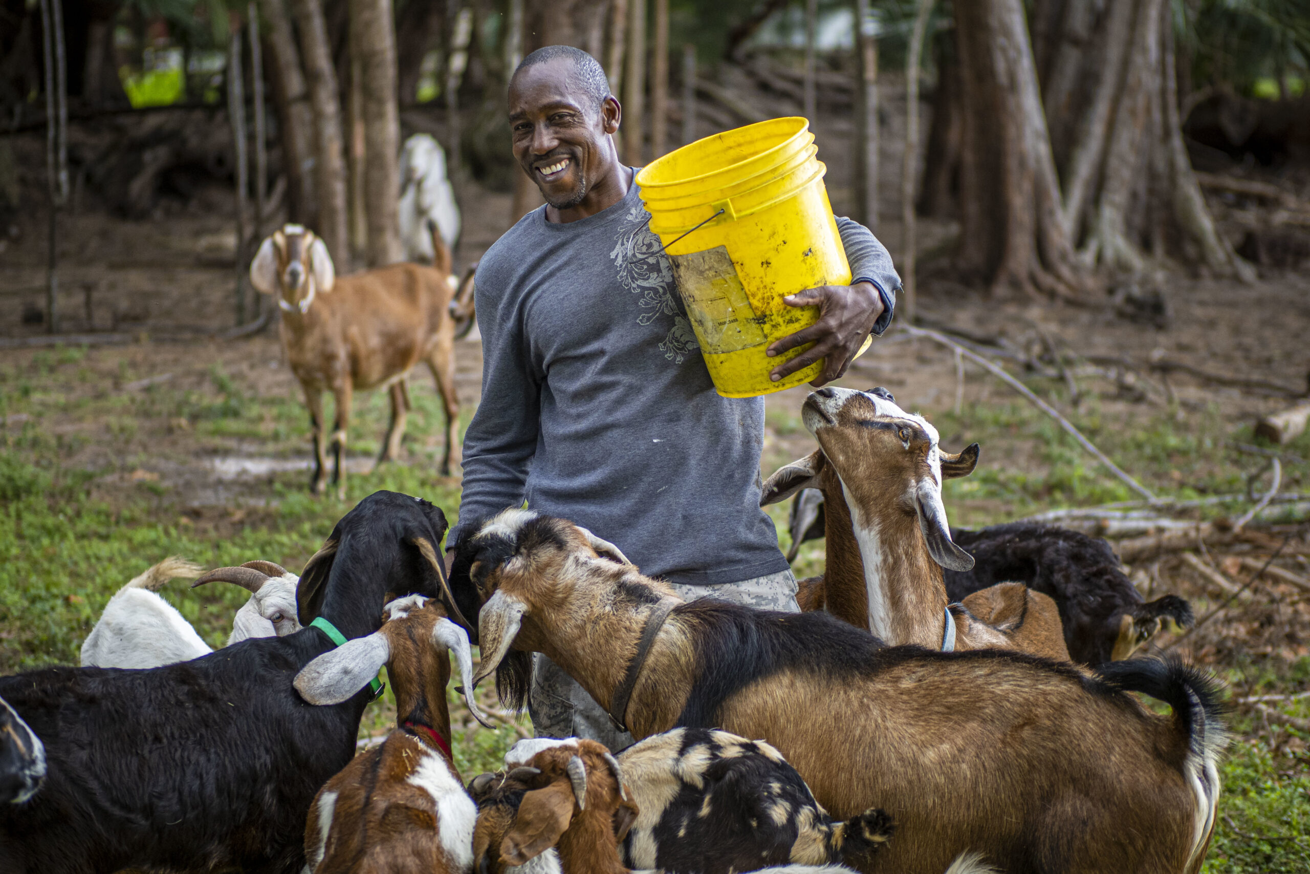 Raising Goats for Meat and Milk - Grit